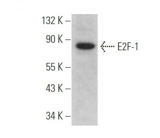 E2F1 Antibody (E-2) - Western Blotting - Image 375049 