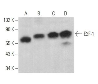 E2F1 Antibody (KH20) - Western Blotting - Image 375047 