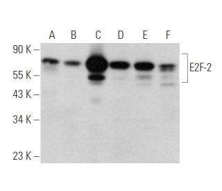 E2F-2 Antibody (A-6) - Western Blotting - Image 346508 