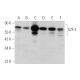 E2F-2 Antibody (A-6) - Western Blotting - Image 346508 