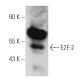 E2F-2 Antibody (A-6) - Western Blotting - Image 353711