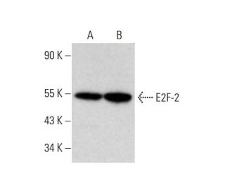 E2F-2 Antibody (H-9) - Western Blotting - Image 320275
