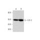 E2F-2 Antibody (H-9) - Western Blotting - Image 320275
