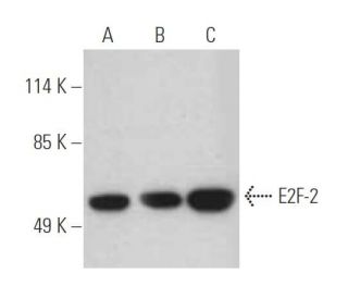 E2F-2 Antibody (TFE-25) - Western Blotting - Image 395165 