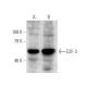 E2F-3 Antibody (D-2) - Western Blotting - Image 7365 