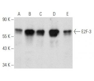 E2F-3 Antibody (PG30) - Western Blotting - Image 354813 