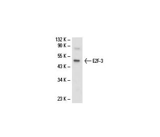 E2F-3 Antibody (TFE36) - Western Blotting - Image 17617 