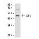 E2F-3 Antibody (TFE36) - Western Blotting - Image 17617 