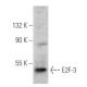 E2F-3 Antibody (TFE36) - Western Blotting - Image 354809