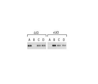 E2F-4 Antibody (D-3) - ChIP - Image 9297 