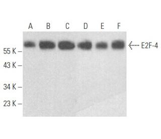 E2F-4 Antibody (D-7) - Western Blotting - Image 354535 
