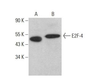 E2F-4 Antibody (RK-13) - Western Blotting - Image 378006 