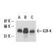 E2F-4 Antibody (TFE-42) - Western Blotting - Image 15852 