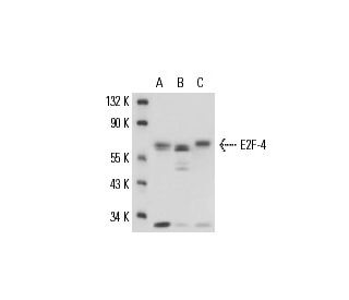 E2F-4 Antibody (TFE-42) - Western Blotting - Image 17170 