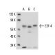 E2F-4 Antibody (TFE-42) - Western Blotting - Image 17170 