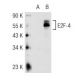 E2F-4 Antibody (TFE-42) - Western Blotting - Image 44479