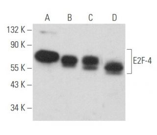 E2F-4 Antibody (WUF11) - Western Blotting - Image 357454 
