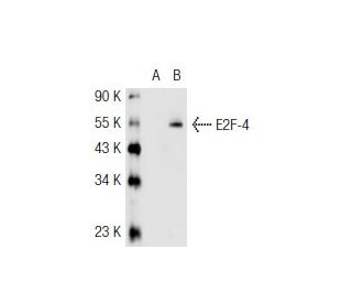 E2F-4 Antibody (WUF2) - Western Blotting - Image 44492 