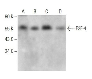 E2F-4 Antibody (WUF3) - Western Blotting - Image 378003 