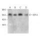 E2F-4 Antibody (WUF3) - Western Blotting - Image 378003 