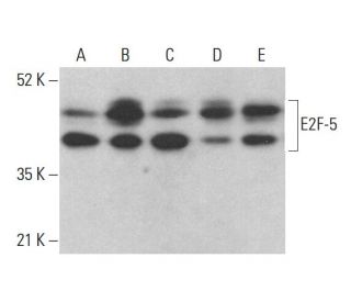 E2F-5 Antibody (C-8) - Western Blotting - Image 378000 