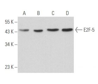 E2F-5 Antibody (MH-5) - Western Blotting - Image 357712 