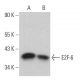 E2F-6 Antibody (C-10) - Western Blotting - Image 359082 