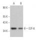 E2F-6 Antibody (C-10) - Western Blotting - Image 364242