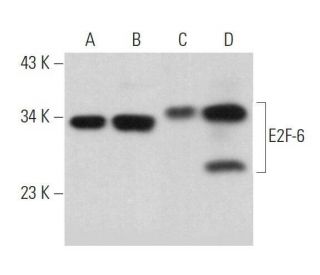 E2F-6 Antibody (E-5) - Western Blotting - Image 359077 
