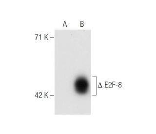 E2F-8 Antibody (9) - Western Blotting - Image 55791 