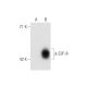 E2F-8 Antibody (9) - Western Blotting - Image 55791 