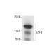 E2F-8 Antibody (9) - Western Blotting - Image 412159