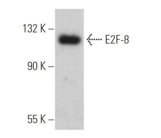 E2F-8 Antibody (B-9) - Western Blotting - Image 366840 
