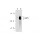 E4BP4 Antibody (B-1) - Western Blotting - Image 59243