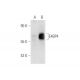E4BP4 Antibody (F-1) - Western Blotting - Image 59245