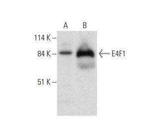 E4F1 Antibody (D-12) - Western Blotting - Image 326553 