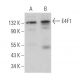E4F1 Antibody (D-12) - Western Blotting - Image 366831 