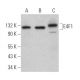 E4F1 Antibody (D-12) - Western Blotting - Image 366835