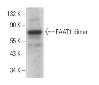 EAAT1 Antibody (A-3) - Western Blotting - Image 379041Each CRISPR/Cas9 Knockout (KO) Plasmid product consists of a pool of 3 plasmids designed to ensure identification and cleavage of a specific gene for maximum knockout efficiency. Each plasmid encodes a unique 20 nt sequence derived from the GeCKO (v2) library. 