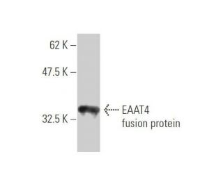 EAAT4 Antibody (6D9) - Western Blotting - Image 348844