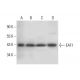 EAF1 Antibody (F-7) - Western Blotting - Image 304520 