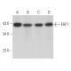EAF1 Antibody (F-7) - Western Blotting - Image 364553 
