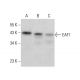 EAF1 Antibody (F-7) - Western Blotting - Image 383287