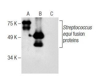 EAG Antibody (C-4) - Western Blotting - Image 283641