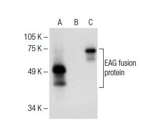 EAG Antibody (C-7) - Western Blotting - Image 284995