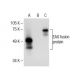 EAG Antibody (C-7) - Western Blotting - Image 284995