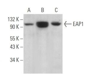 EAP1 Antibody (C-9) - Western Blotting - Image 371304 