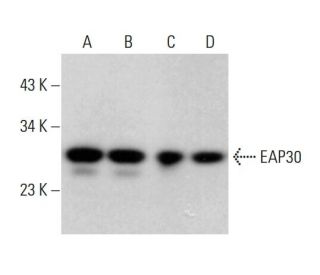 EAP30 Antibody (C-11) - Western Blotting - Image 376645 