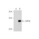 EAP30 Antibody (G-8) - Western Blotting - Image 314043