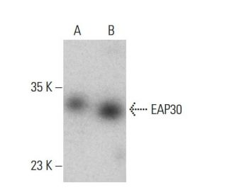 EAP30 Antibody (G-8) - Western Blotting - Image 387341 